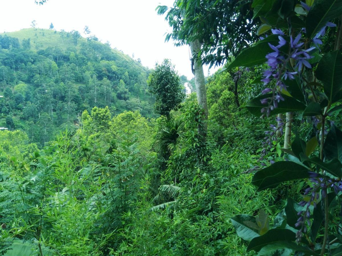 Ever Green Mount Ella Luaran gambar